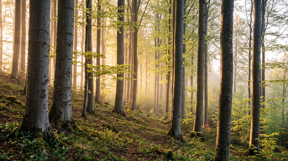 Coaching für Lehrpersonen und Dozierende - Ines Buschhaus - Praxis für Psychologische Beratung